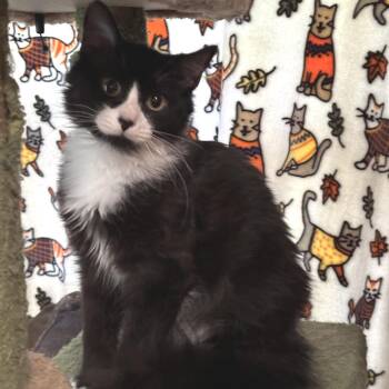 Tuxie -  Domestic Medium Hair Cat for Adoption in Pittsburg, Kansas - Tuxie | PetCurious
