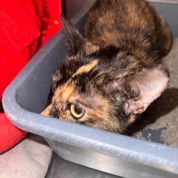 Tiny -  Domestic Short Hair Cat for Adoption in South Haven, Michigan - Tiny | PetCurious