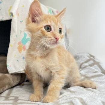 Drumstick -  Domestic Long Hair Cat for Adoption in Ojai, California - Drumstick | PetCurious