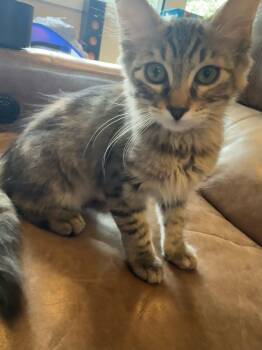 Rescue Tabby Cats for Adoption in Woodinville, Washington - Wilma | PetCurious