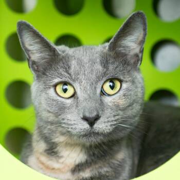 Domestic Short Hair Cats Available for Adoption - Michu | PetCurious