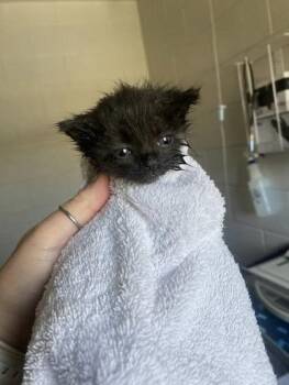 Splinter -  Domestic Short Hair Cat for Adoption in Sevierville, Tennessee - Splinter | PetCurious