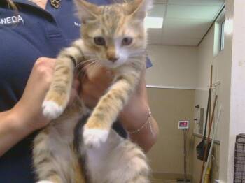 A922534 -  Domestic Short Hair Cat for Adoption in Sacramento, California - A922534 | PetCurious