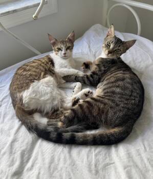 Lalie and Lumie -  Domestic Short Hair Cat for Adoption in Hopkinton, Massachusetts - Lalie And Lumie | PetCurious