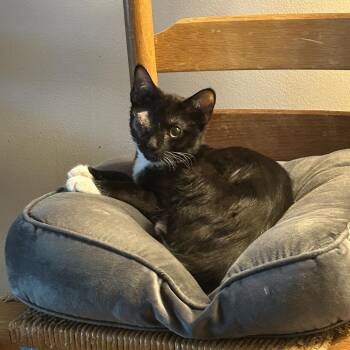Gavin -  Domestic Short Hair Cat for Adoption in Cumming, Georgia - Gavin | PetCurious