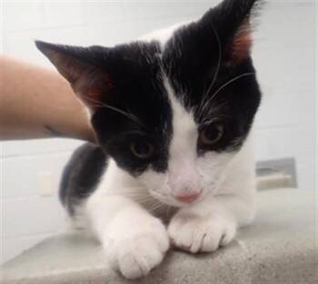 Domestic Short Hair Cats Available for Adoption - LEAF | PetCurious