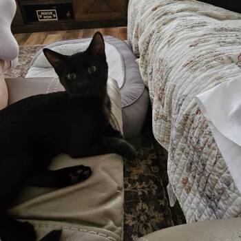 Jayla -  Domestic Short Hair Cat for Adoption in Fort Lauderdale, Florida - Jayla | PetCurious