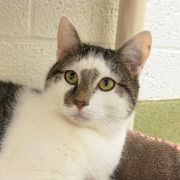 Frodo -  Domestic Short Hair Cat for Adoption in Harrisonburg, Virginia - Frodo | PetCurious