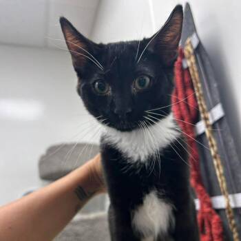 Ringo -  Domestic Short Hair Cat for Adoption in Hemet, California - Ringo | PetCurious