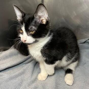 Armadillo -  Domestic Short Hair Cat for Adoption in Roanoke, Virginia - Armadillo | PetCurious
