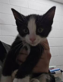 KNEES -  Domestic Short Hair Cat for Adoption in Derwood, Maryland - KNEES | PetCurious