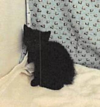 Button -  Domestic Short Hair Cat for Adoption in Largo, Florida - Button | PetCurious