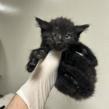 Bluto -  Domestic Medium Hair Cat for Adoption in Reno, Nevada - Bluto | PetCurious