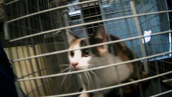 Rescue Domestic Short Hair Cats for Adoption in Tulsa, Oklahoma - SARAH BEARA | PetCurious