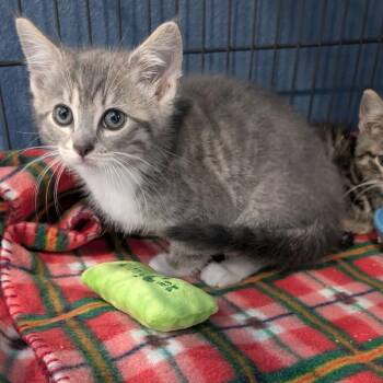 Wall-E -  Domestic Short Hair Cat for Adoption in Chanute, Kansas - Wall-E | PetCurious