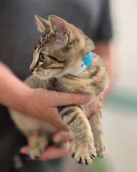 Hank -  Domestic Short Hair Cat for Adoption in South Bend, Indiana - Hank | PetCurious