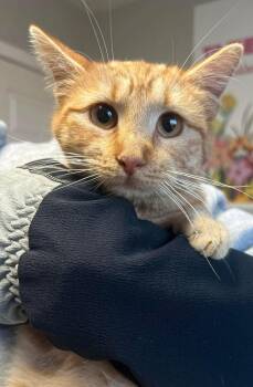 Domestic Short Hair Cats Available for Adoption - Dewdrop | PetCurious