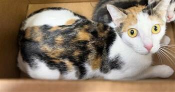 NYLA -  Domestic Medium Hair Cat for Adoption in Jacksonville, Florida - NYLA | PetCurious