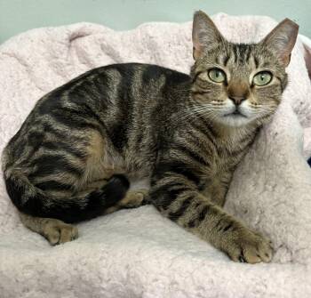 Domestic Short Hair and Tabby Cats Available for Adoption - Clover | PetCurious