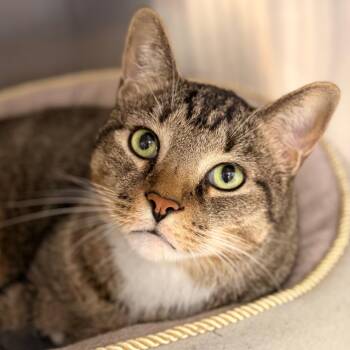 Marc -  Domestic Short Hair Cat for Adoption in Cumming, Georgia - Marc | PetCurious