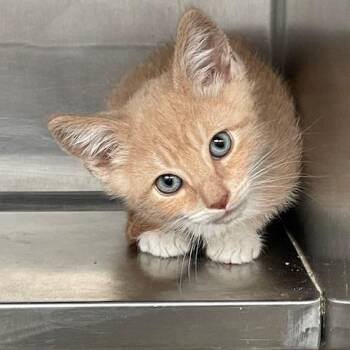 Quinn -  Domestic Short Hair Cat for Adoption in Hawthorne, California - Quinn | PetCurious