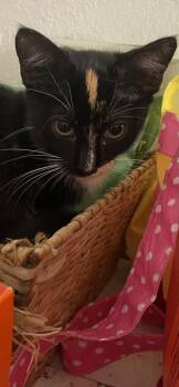 Two Face 3957 -  Domestic Short Hair Cat for Adoption in Dallas, Texas - Two Face 3957 | PetCurious