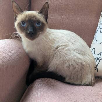 Cinnamon -  Domestic Short Hair Cat for Adoption in Fairfax Station, Virginia - Cinnamon | PetCurious