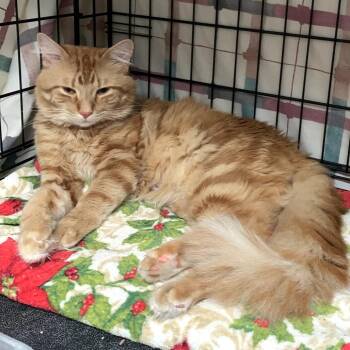 Domestic Medium Hair Cats Available for Adoption in Monroe, Michigan - Whisky | PetCurious