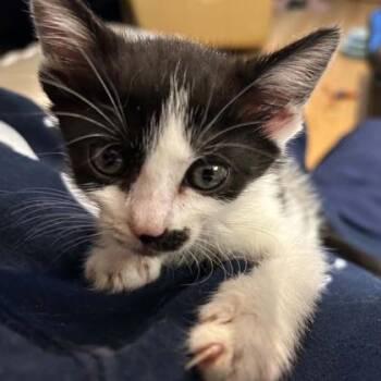 Cow -  Domestic Short Hair Cat for Adoption in Janesville, Wisconsin - Cow | PetCurious