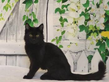 SPARKY -  Domestic Short Hair Cat for Adoption in Oroville, California - SPARKY | PetCurious