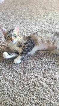 Domestic Medium Hair Cats Available for Adoption in Riverside, California - Tangerine 2 | PetCurious
