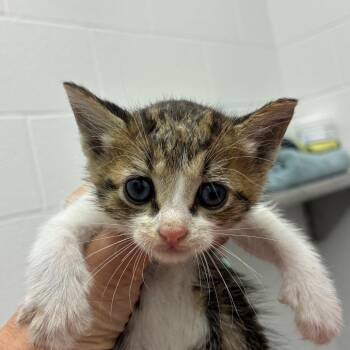 Hawaii -  Domestic Short Hair Cat for Adoption in Corpus Christi, Texas - Hawaii | PetCurious