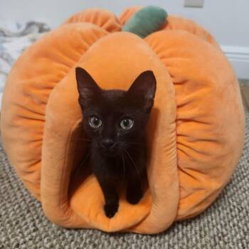 Autumn Chance-AR -  Domestic Short Hair Cat for Adoption in Tallahassee, Florida - Autumn Chance-AR | PetCurious