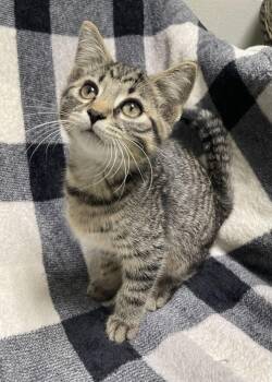 Gorg -  Domestic Short Hair Cat for Adoption in Jackson, Michigan - Gorg | PetCurious