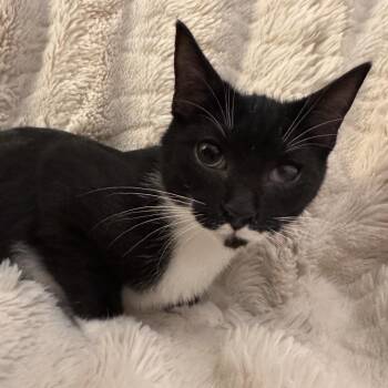 Kronos -  Domestic Short Hair Cat for Adoption in Fredericksburg, Virginia - Kronos | PetCurious