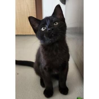 Stud -  Domestic Short Hair Cat for Adoption in Stoughton, Wisconsin - Stud | PetCurious