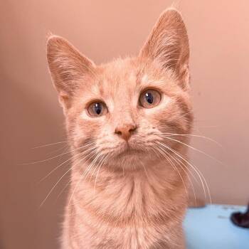 Basil -  Domestic Short Hair Cat for Adoption in Arlington Heights, Illinois - Basil | PetCurious
