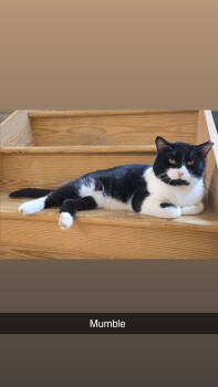 Rescue Domestic Short Hair Cats for Adoption in Littlestown, Pennsylvania - Mumble (foster Cat) | PetCurious