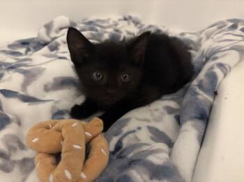 Domestic Short Hair Cats Available for Adoption in Virginia Beach, Virginia - Nacho 