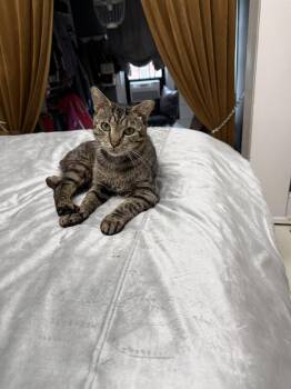 Teddy -  Domestic Short Hair Cat for Adoption in Mechanicsburg, Pennsylvania - Teddy | PetCurious