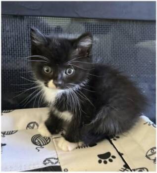 Oreo -  Domestic Long Hair Cat for Adoption in Eugene, Oregon - Oreo | PetCurious