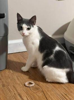 Madison -  Domestic Short Hair Cat for Adoption in Enfield, Connecticut - Madison | PetCurious