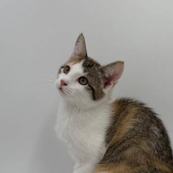Arwyn -  Domestic Short Hair Cat for Adoption in State College, Pennsylvania - Arwyn | PetCurious