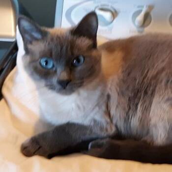 Abby -  Domestic Short Hair Cat for Adoption in Lyle, Minnesota - Abby | PetCurious