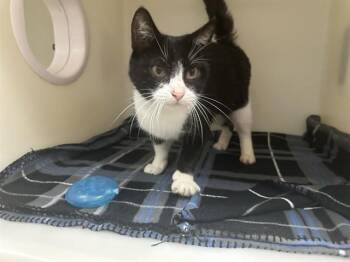 Domestic Short Hair Cats Available for Adoption in Mckinleyville, California - DEBBIE | PetCurious