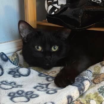 Kenzaki -  Domestic Short Hair Cat for Adoption in Puslinch, Ontario - Kenzaki | PetCurious