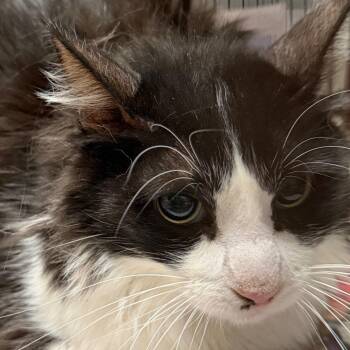 Puss -  Domestic Medium Hair Cat for Adoption in Yuma, Arizona - Puss | PetCurious
