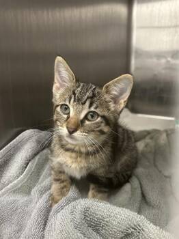 TRUFFLE -  Domestic Short Hair Cat for Adoption in Rosenberg, Texas - TRUFFLE | PetCurious