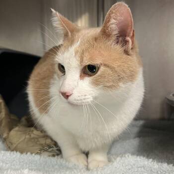 Domestic Short Hair Cats Available for Adoption in Manhattan, Kansas - Boberto | PetCurious