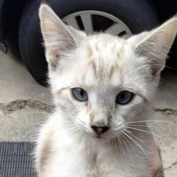 Mia -  Domestic Short Hair and Siamese Cat for Adoption in Ogden, Utah - Mia | PetCurious